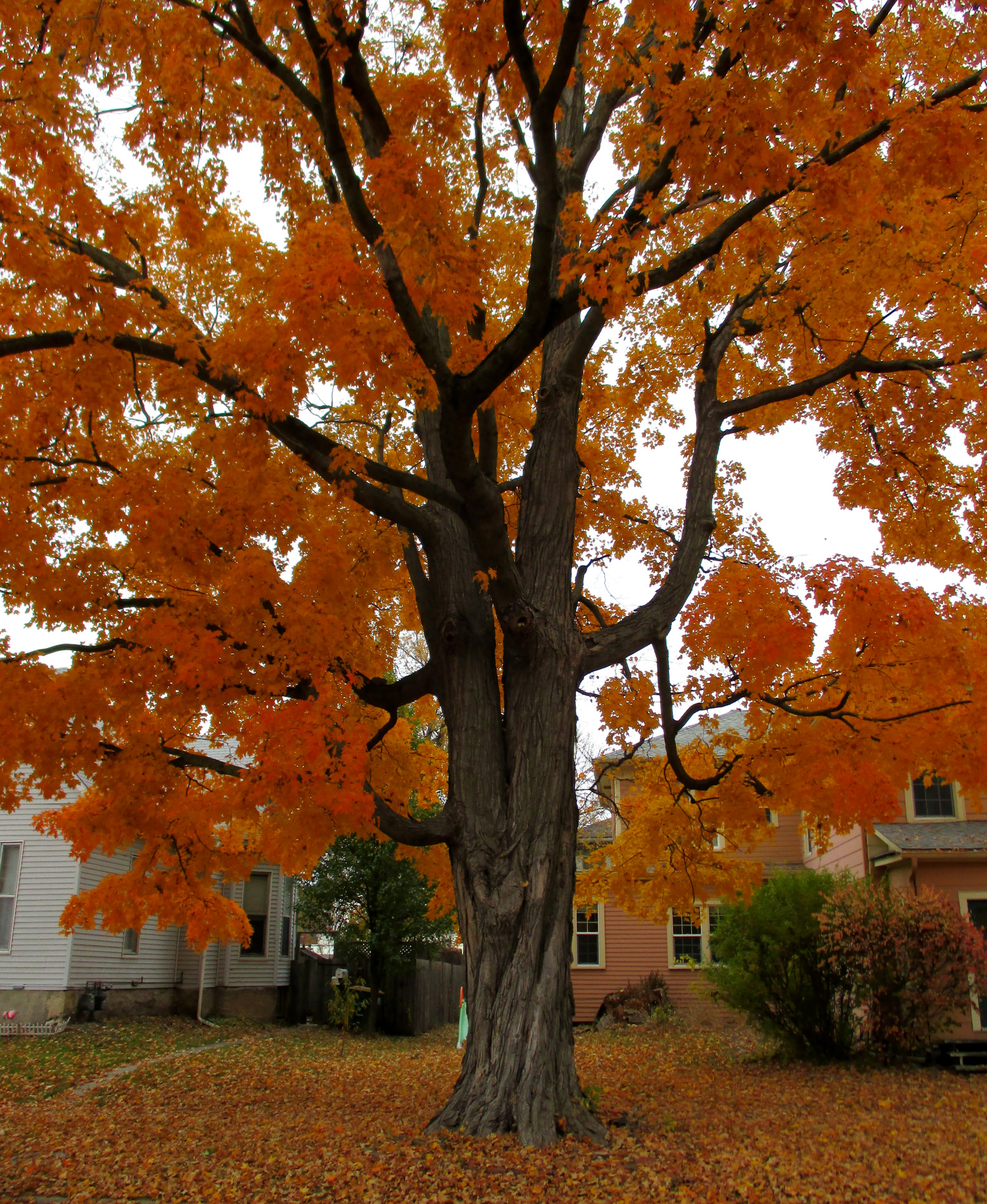 Red Maple, 301 W Washington